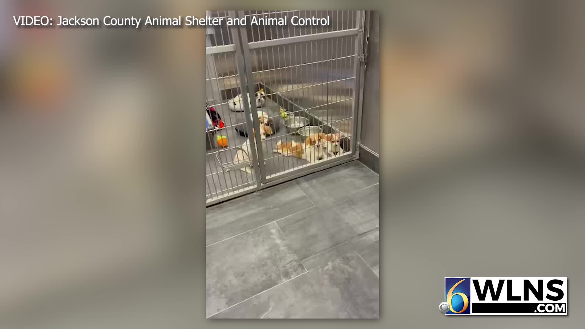 Jackson County Animal Control removes 61 dogs from 1 home – WLNS 6 News