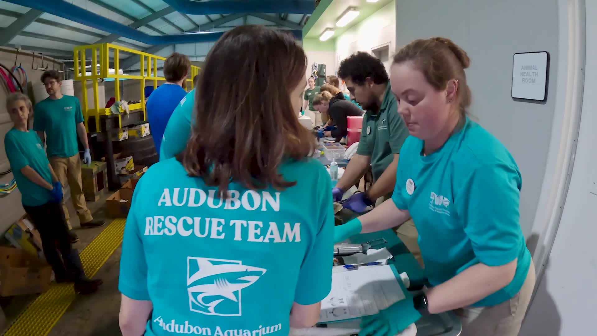 Care Team Nursing Critically Endangered Sea Turtles Back to Health – WNCT