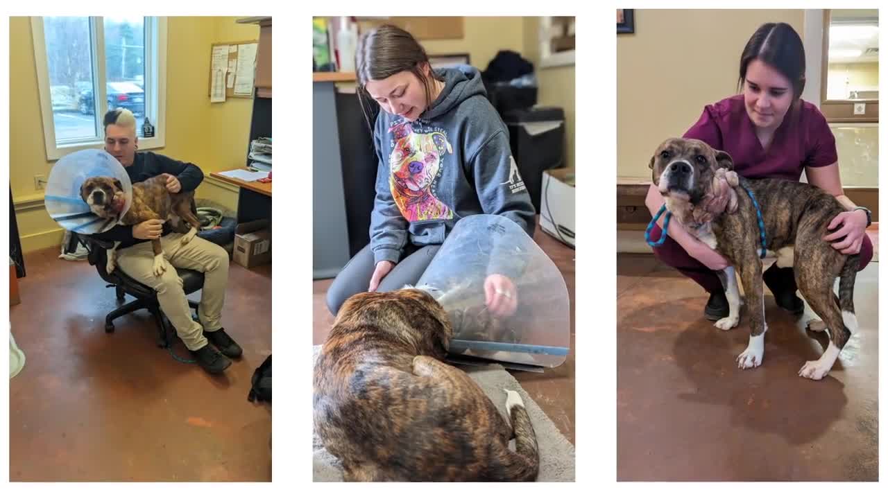 Dog recovers at Maryland Clinic after being shot in the head – WNCT