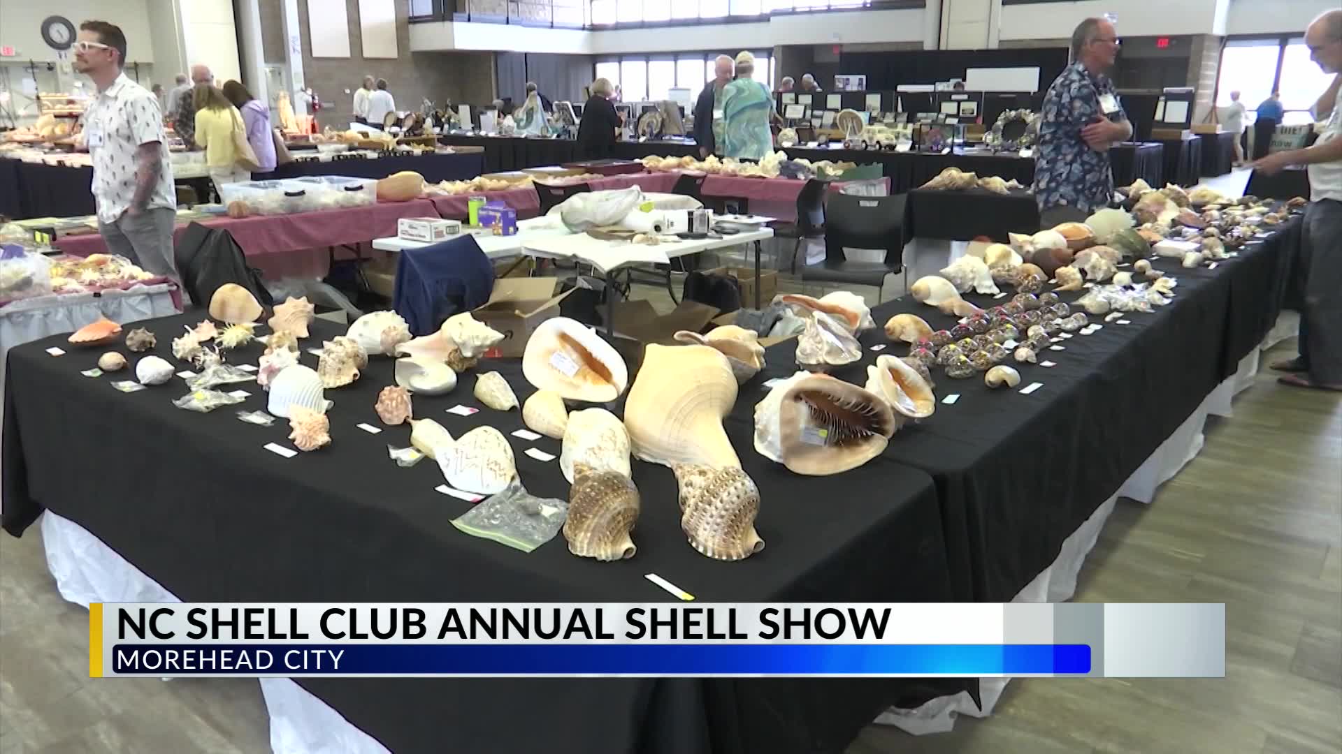 Annual Shell Show in Morehead City returns – WNCT