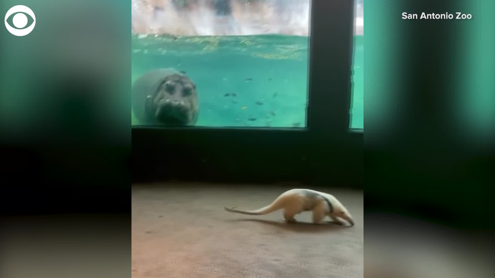 Tamandua visits hippos at San Antonio Zoo WNCT