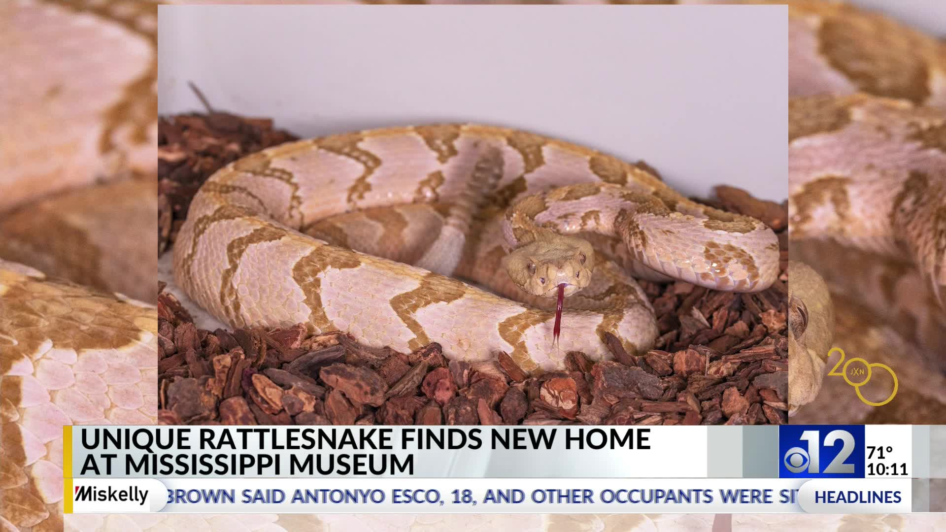 Unique rattlesnake finds new home at Mississippi museum WJTV