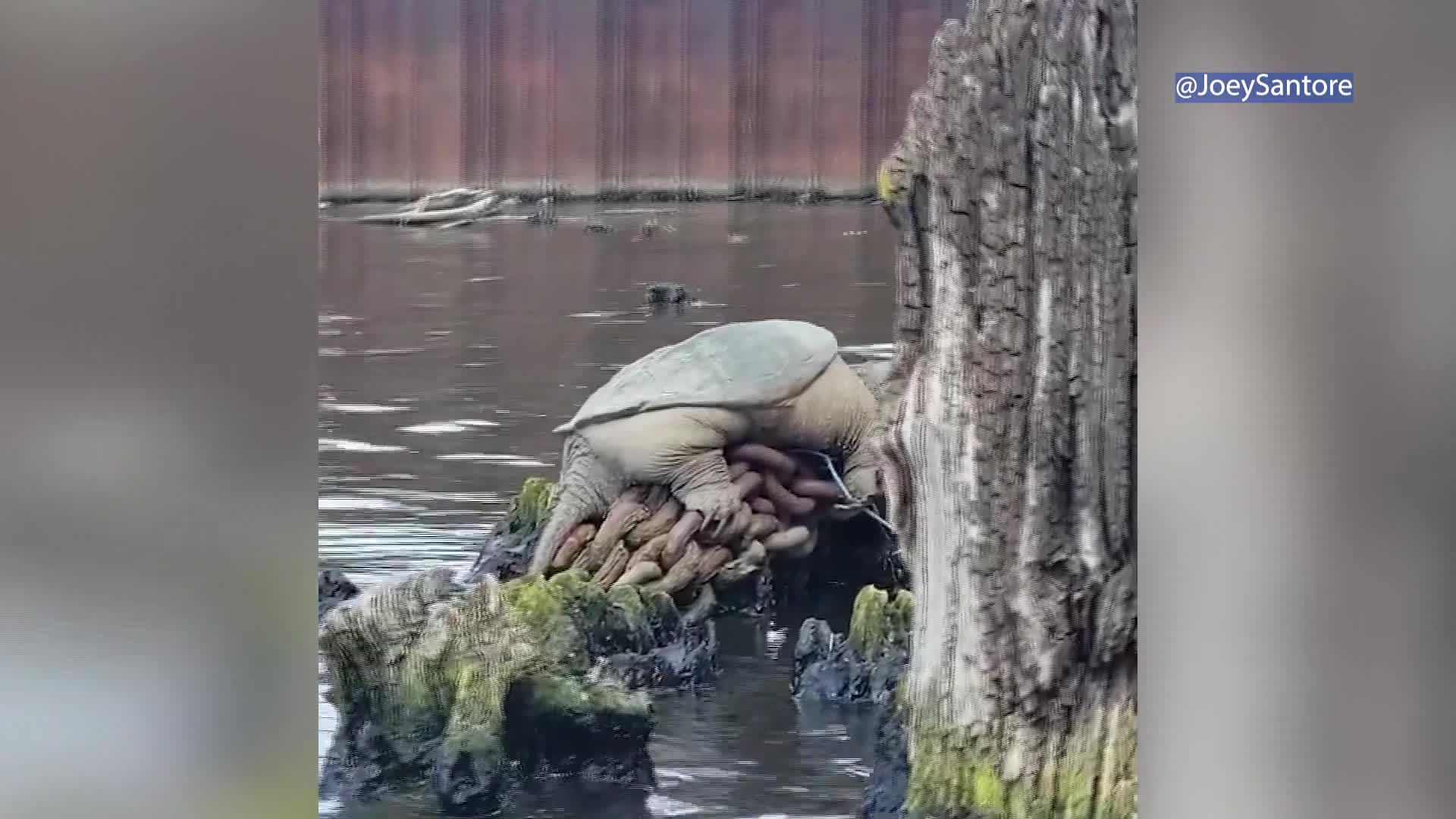 ‘Chonkosaurus,’ plump Chicago snapping turtle captured on video, goes ...