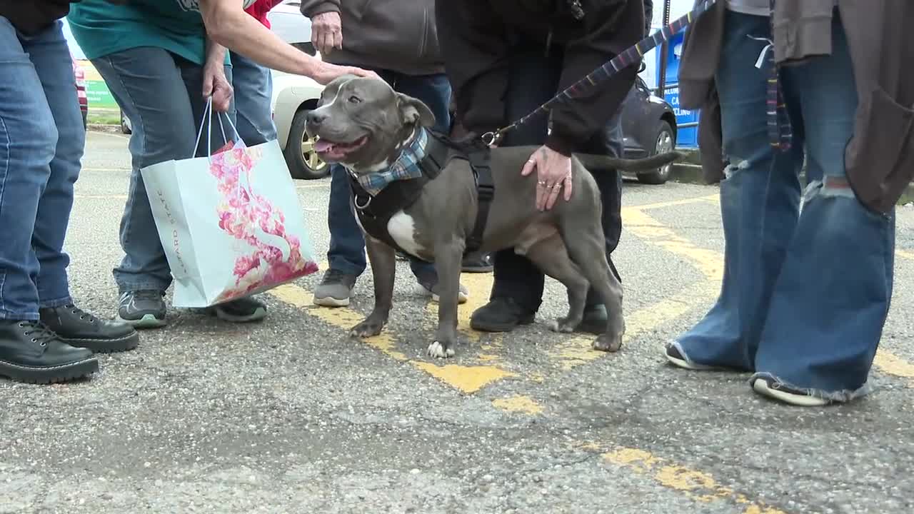 Arriving in style: Dog finds forever home after nearly 600 days at ...