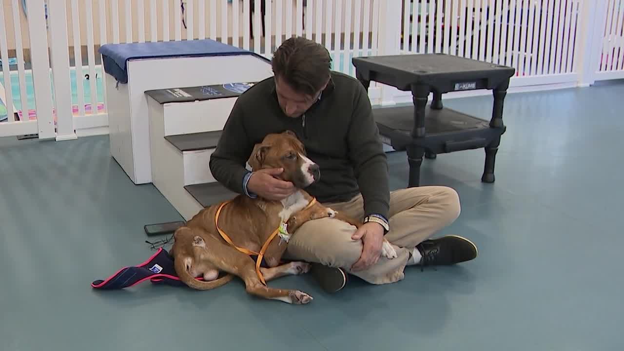 Friendship APL asks for help after emaciated dog found in Lorain – Fox ...