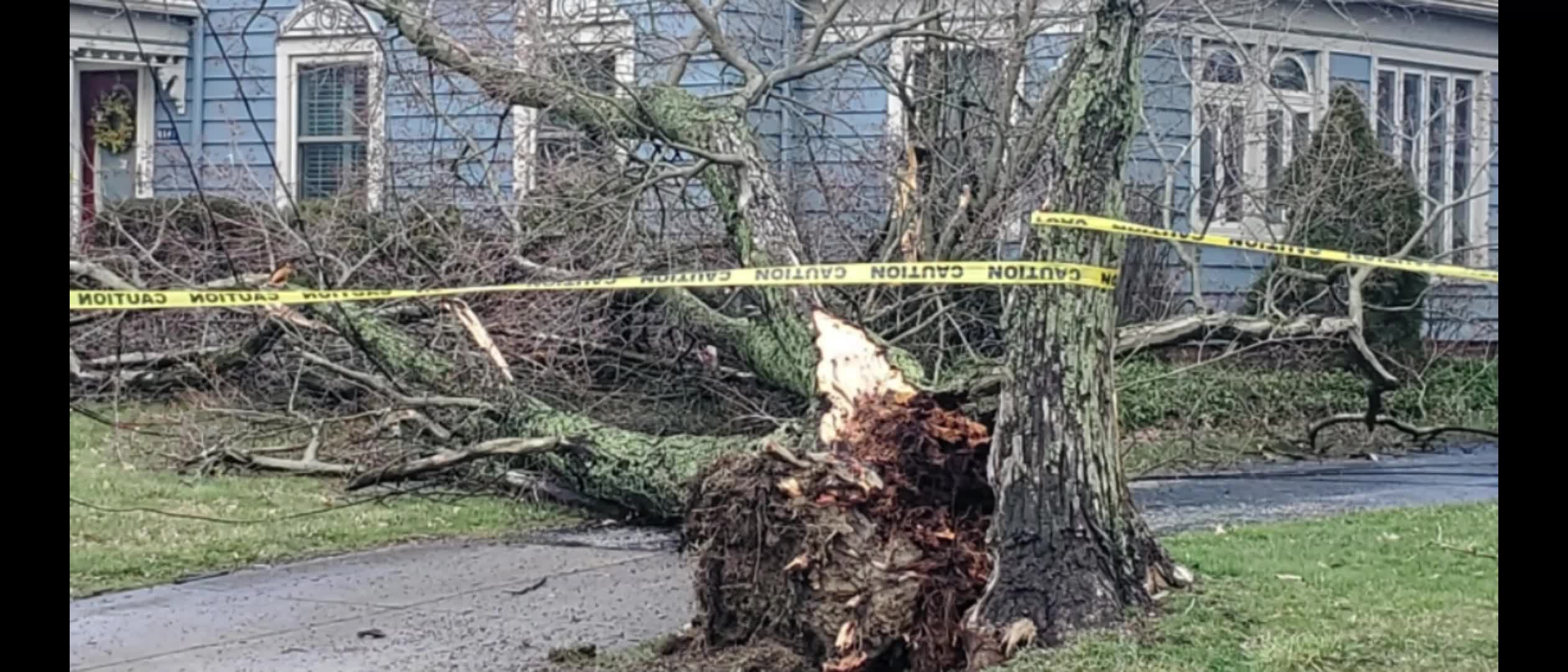 Wind uproots tree in Independence – Fox 8 Cleveland WJW