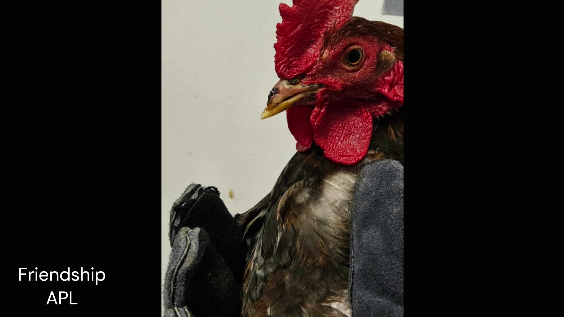 Charges expected in rooster fighting operation Fox 8 Cleveland WJW