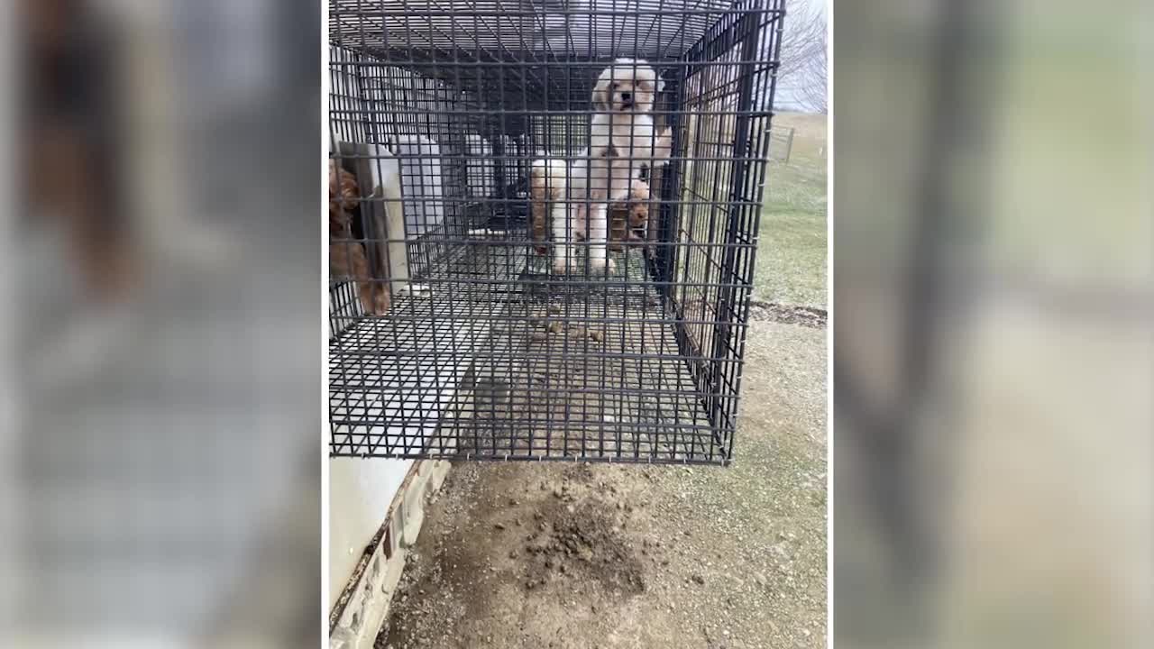 Ohio one of the worst in the nation for puppy mills AGAIN – Fox 8 ...