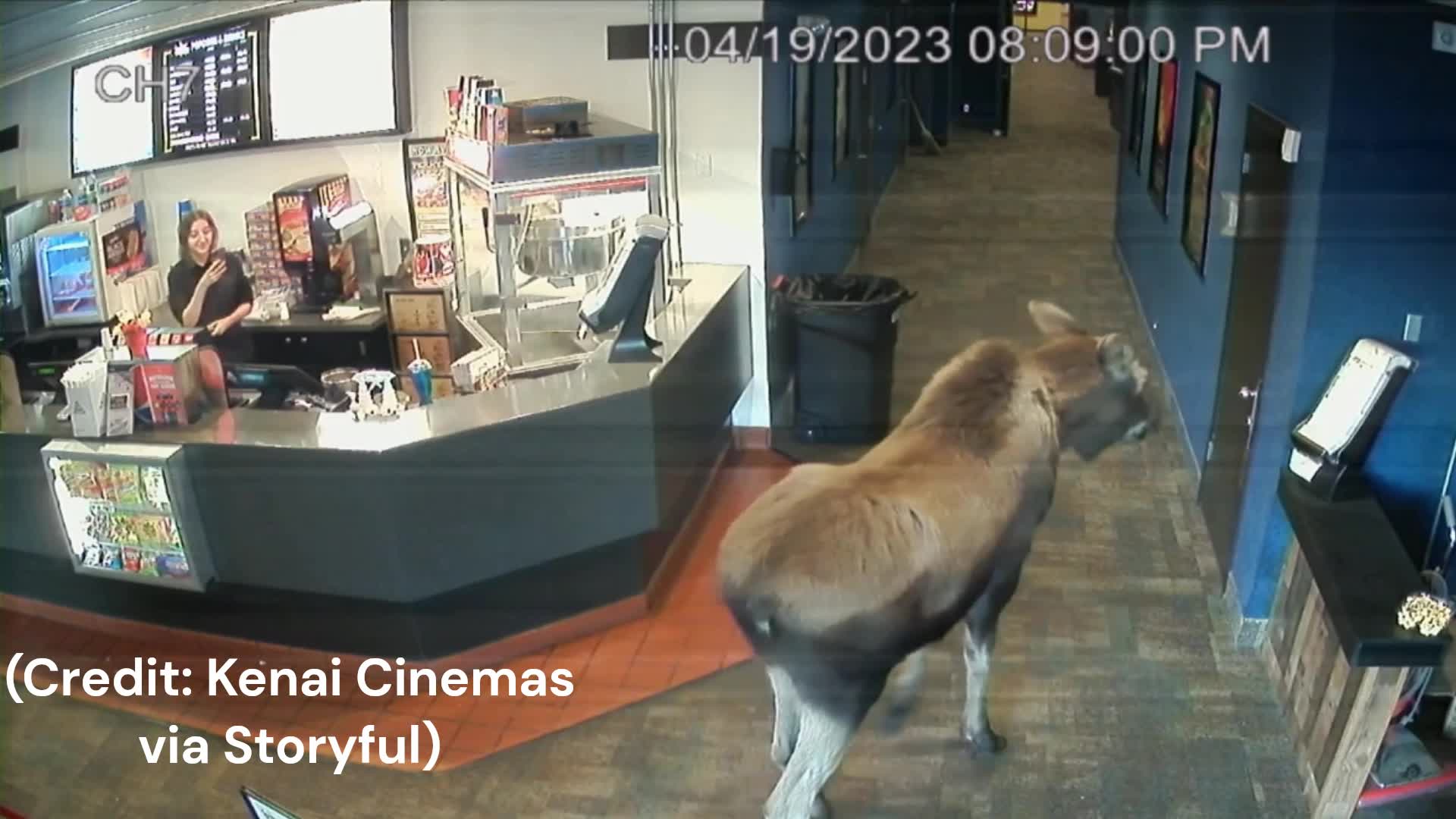Moose caught snacking on popcorn at Alaska movie theatre (Credit Kenai