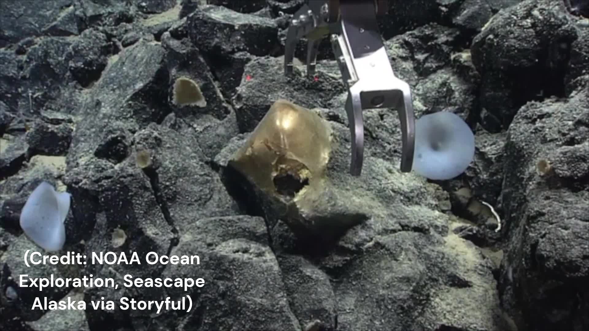 Scientists discover golden orb-like organism off Alaskan coast (Credit ...