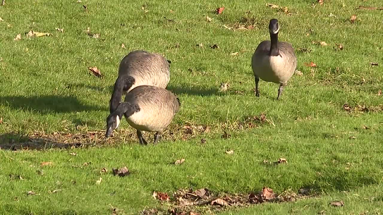 Feeding geese is now illegal in Mentor Fox 8 Cleveland WJW