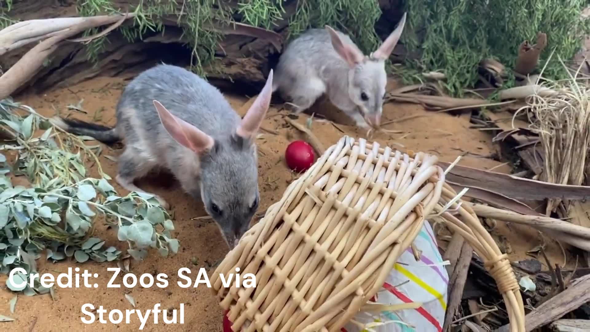Watch Animals at Australia zoos enjoying Easter snacks Fox 8 Cleveland WJW