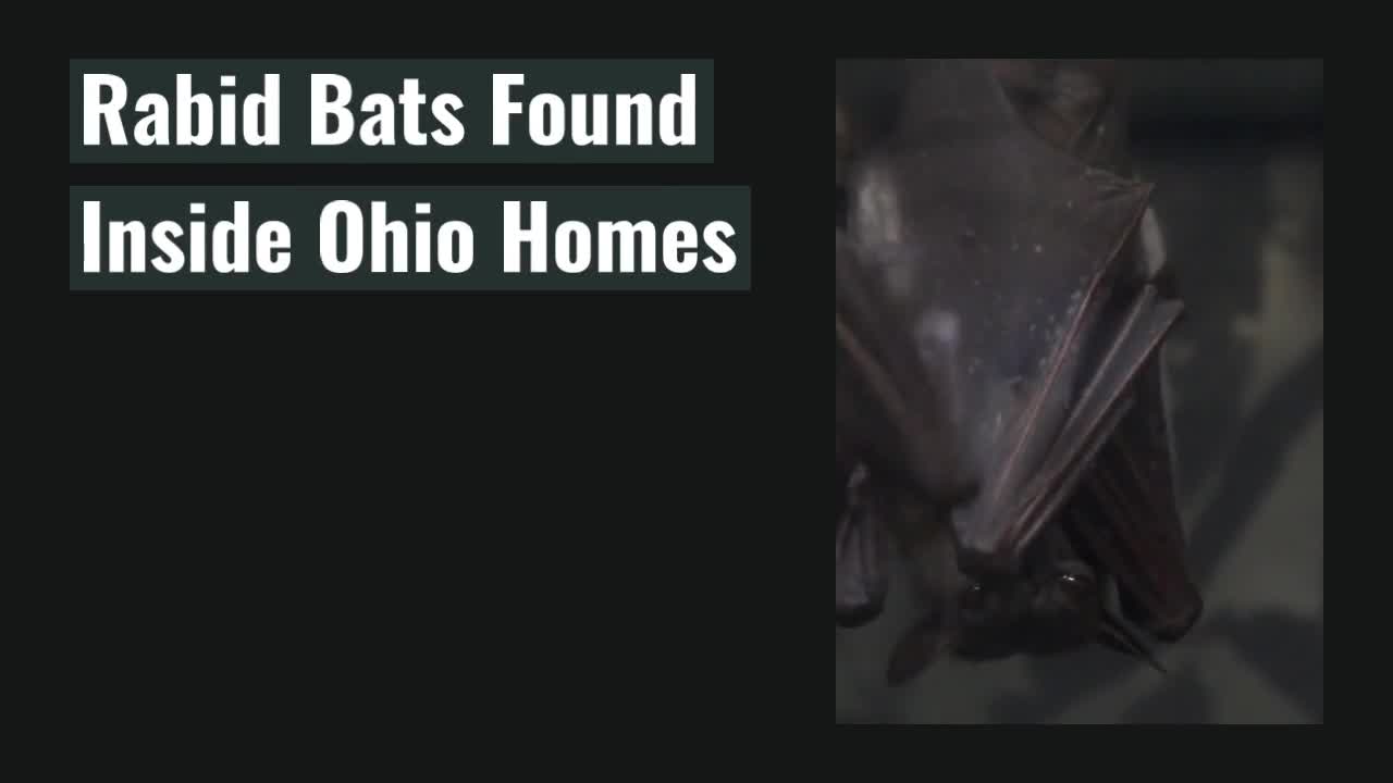 Rabid bats being found inside Ohio homes Fox 8 Cleveland WJW