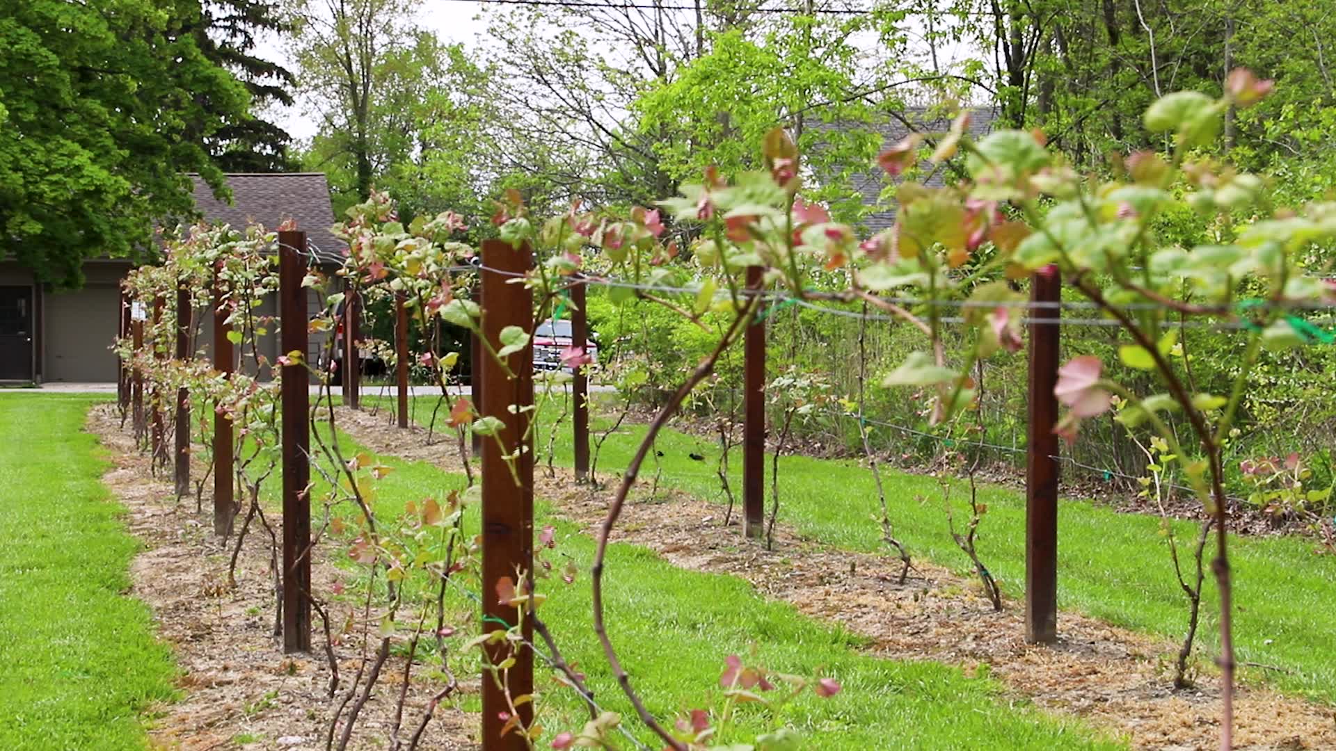 One Tank Trip Orchard on Catawba Fox 8 Cleveland WJW