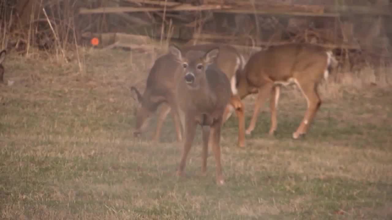 Crossbow deer hunting in Medina up for consideration again Fox 8